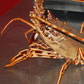 langosta